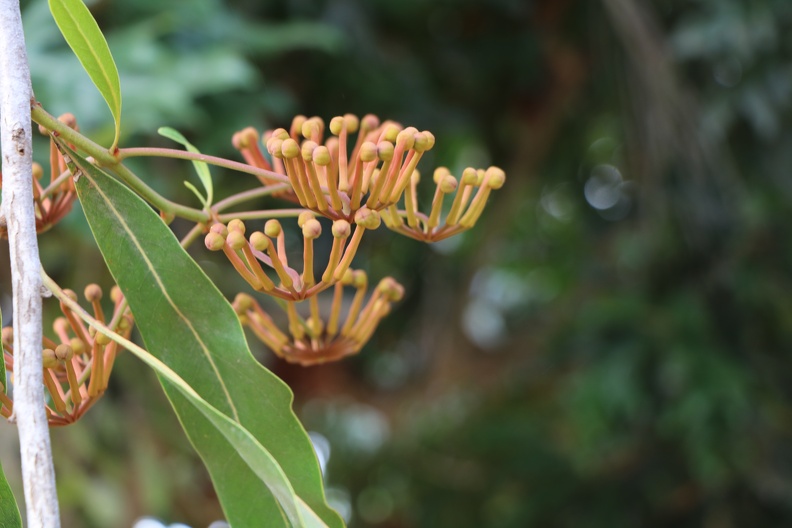 stenocarpus sinuatus סטנוקרפוס הגלגלים.JPG