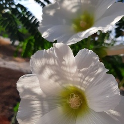 Alcea rosea חותמית תרבותית