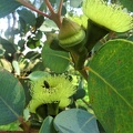 אקליפטוס פרייס    Eucalyptus preissiana