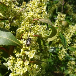 Catha edulis קאת נאכלת