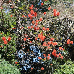 Erythrina abyssinica אלמוגן אתיופי