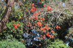 Erythrina abyssinica אלמוגן אתיופי
