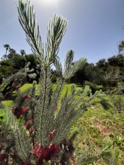 Calothamnus