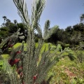 Calothamnus