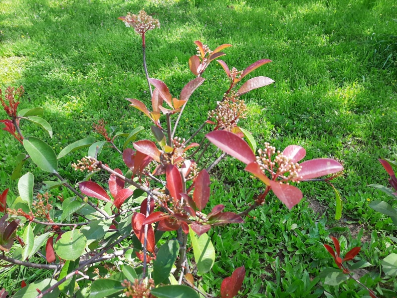 Photinia  fraseri  Red Robin פוטיניה פרייזר.jpg