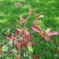 Photinia  fraseri  Red Robin פוטיניה פרייזר