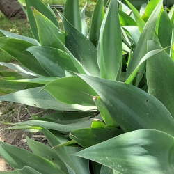 Agave  אגבה