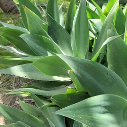 Agave Attenuata אגבה רכה 