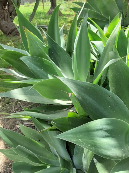 Agave Attenuata אגבה רכה.jpg