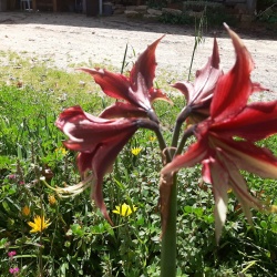 Amaryllis אמריליס