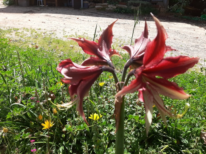 Amaryllis אמריליס.jpg