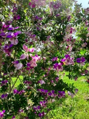 Polygala myrtifolia מרבה חלב הדסי  