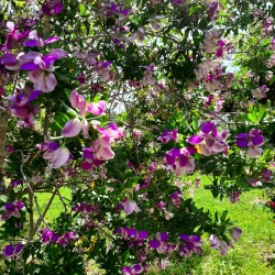 Polygala myrtifolia מרבה חלב הדסי