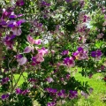 Polygala myrtifolia מרבה חלב הדסי  