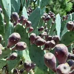 Opuntia rufida monstrosa צבר