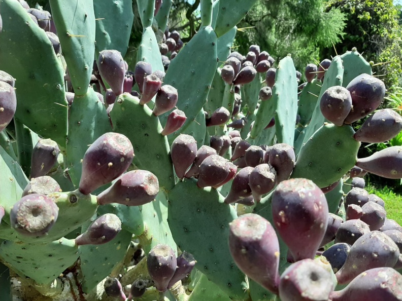 צבר - אופונטיה - רופידה מונסטרוסה  Opuntia rufida monstrosa.jpg