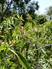 bontia daphnoides בונטיה דפנית