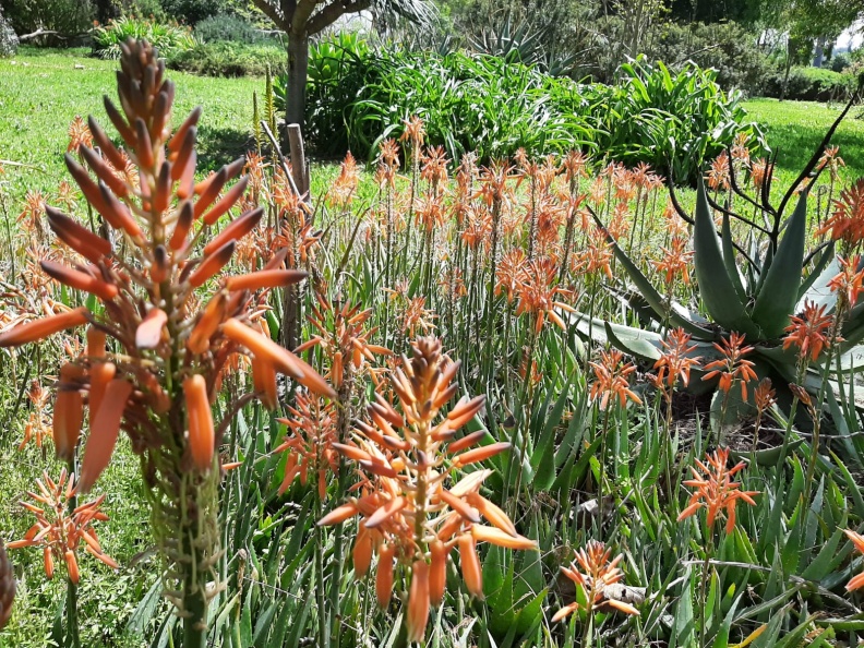 Aloe אלוי 1.jpg