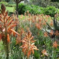 Aloe אלוי 1.jpg