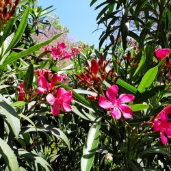 Nerium oleander הרדוף הנחלים