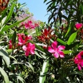 Nerium oleander הרדוף הנחלים.jpg