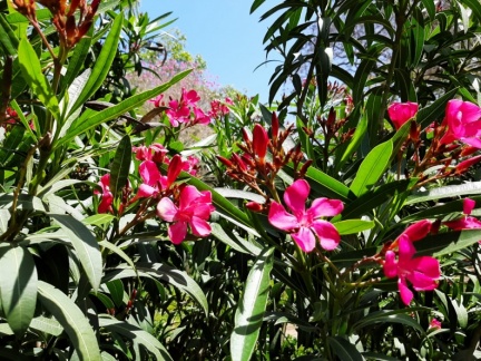 Nerium oleander הרדוף הנחלים