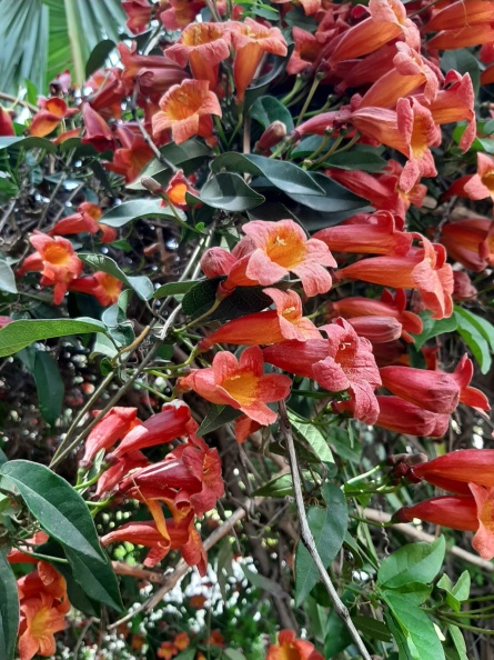 Bignonia capreolata1 ביגנוניית הקנוקנות בכניסה.jpg