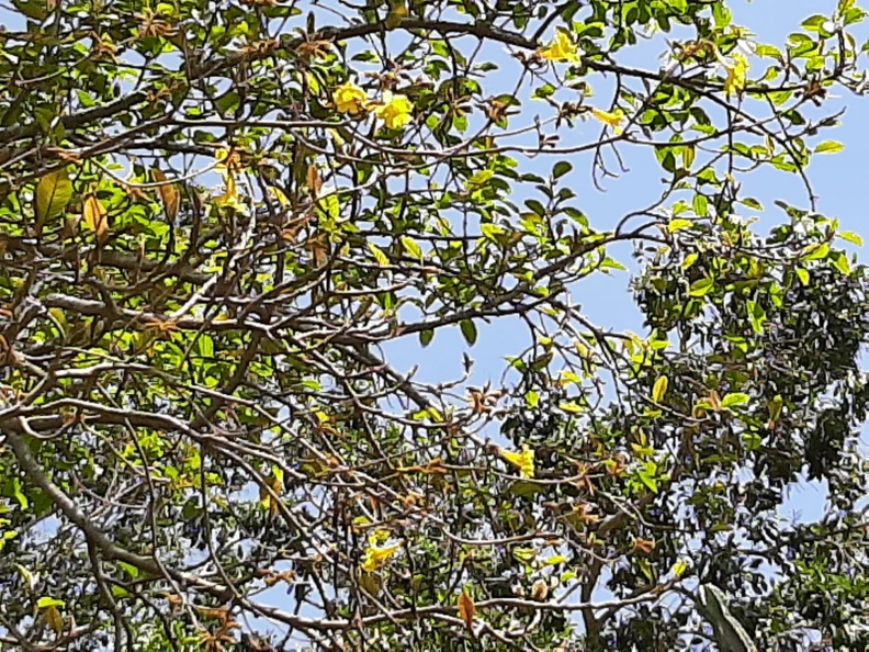 טבבויה צהובה  Handroanthus chrysotrichus.jpg