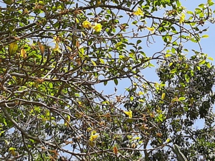 Handroanthus chrysotrichus טבבויה צהובה  