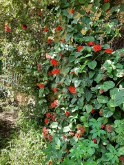 Clerodendrum קלרודנדרון