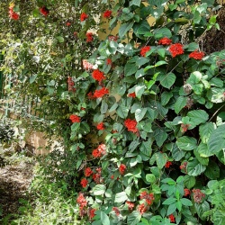 Clerodendrum קלרודנדרון