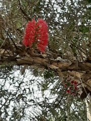 Melaleuca elliptica מללויקה סגלגלה