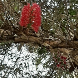 Melaleuca elliptica מללויקה סגלגלה/ אליפטית