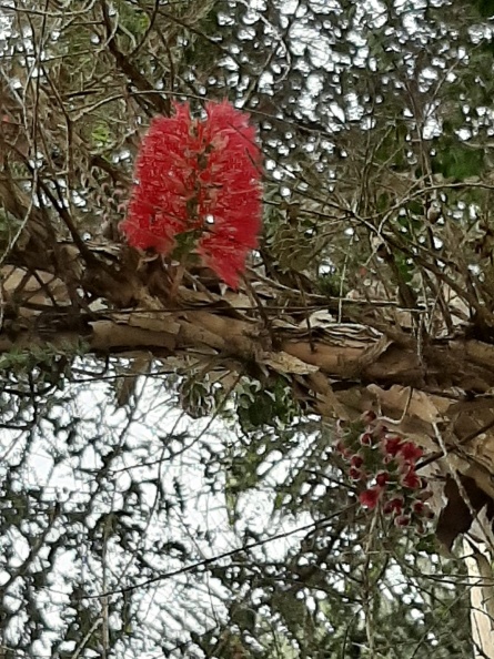 Melaleuca elliptica מללויקה סגלגלה.jpg