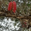 Melaleuca elliptica מללויקה סגלגלה