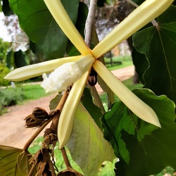 Pterospermum acerifolium כנוף זרע אדרי 