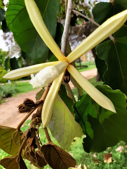 Pterospermum acerifolium כנוף זרע אדרי.jpg