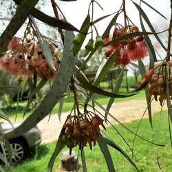 Eucalyptus torquata אקליפטוס הצווארון