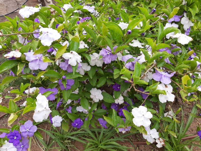 Brunfelsia ברונפלסיה.jpg