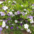 Brunfelsia ברונפלסיה