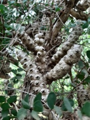 Melaleuca elliptica A  מללויקה סגלגלה