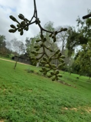 Eucalyptus Torelliana קורימביה טורלי