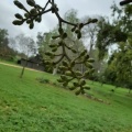 Eucalyptus Torelliana קורימביה טורלי.jpg