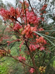 Grevillea Johnsonii גרווילאה ג'ונסון