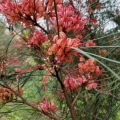 Grevillea Johnsonii גרווילאה ג'ונסון