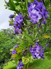 sophora secundiflora סופורה אמריקאית