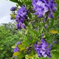 sophora secundiflora סופורה אמריקאית