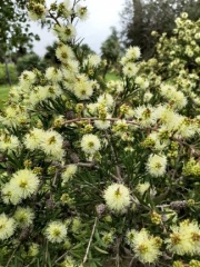 Melaleuca pentagona מללויקה אמירית