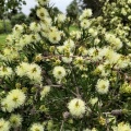 Melaleuca pentagona מללויקה אמירית