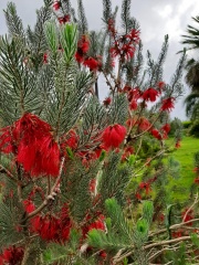 Calothamnus קלותמנוס01-04